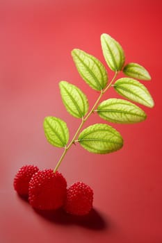 Abstract image with green plant growing from red berries candy