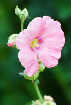 Mallow flower on a green background