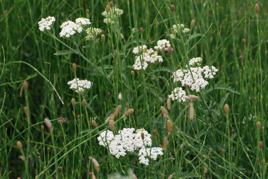 Field flowers 