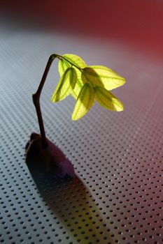 Green plants sprout growing, vegetal survive life metaphor