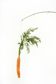 Try to eat the carrot rabbit trap. Concept image