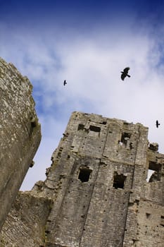 Corfe Castle in Dorset. A low angled view looking upwards towards one of the ruined towers. Three crows circle above.