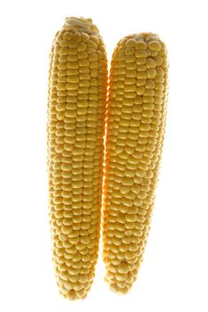 Two yellow corn cobs with strong back light, over white