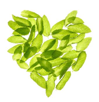 Basil mint leaves transparent heart shape isolated on white studio background