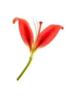 Hibiscus transparente petals macro isolated on white