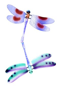 Two colorful dragonfly flying insects making love, white background