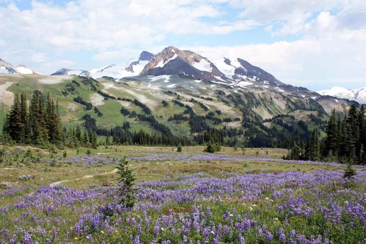 Overlord Mt., Fissile Peak And Whirlwind Peak (Whistler, Coast Mountains, 
Canada)