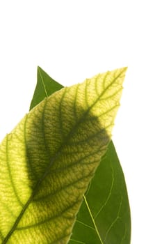 Green leaves in vibrant green, medlar tree white studio background