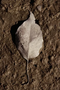 One leaf in autumn weather, in brown color wet clay mud