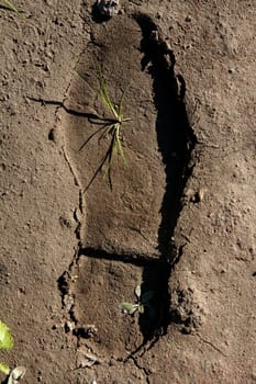 human footprint in a clay floor, plant growing inside, new born.