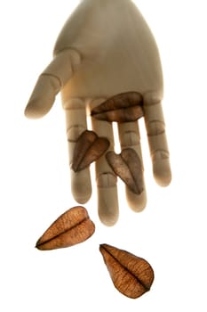 Mannequin wooden hand holding autumn brown leaves