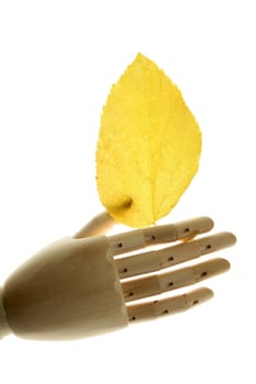 Mannequin wooden hand holding autumn yellow leaves