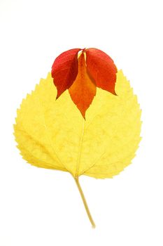 Autumn, fall leaves decorative still at studio white background, using the transparency