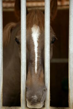 Horse portrait, sad at the other side of the stable jail