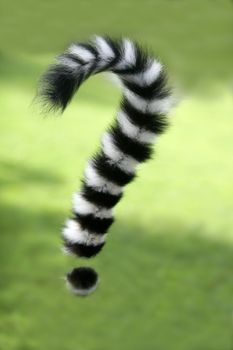 Ring tailed lemur from Madagascar. Question mark shape tail over green grass background