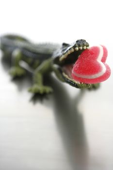 Toy plastic cocodrile, aligator with candy Valentine red heart in its sharped theet jaws metaphor