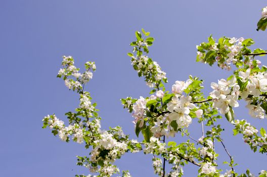 Branches of apple tree with many white blooms on it. Fantastic natural early spring view.