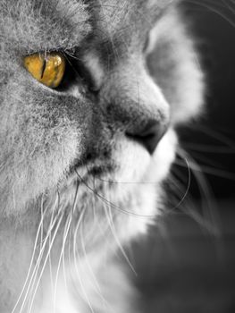 Portrait of a beautiful Persian cat or kitten