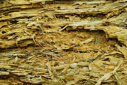 texture of the old spoiled wood damaged by woodworm