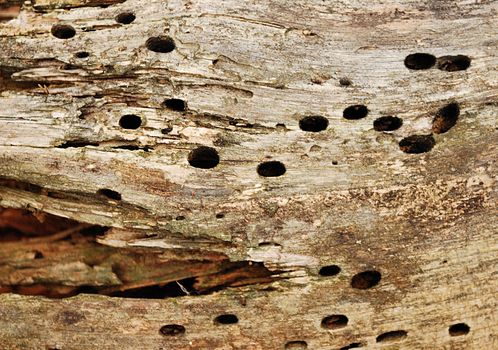 texture of the old spoiled wood damaged by woodworm