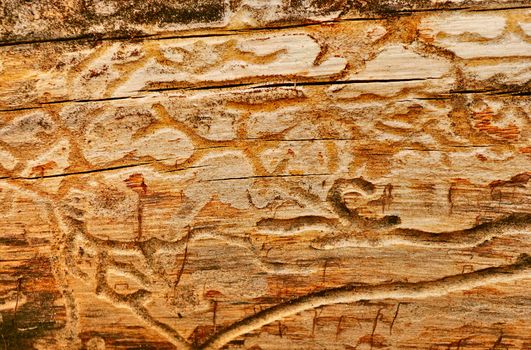 texture of the old spoiled wood damaged by woodworm