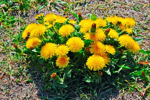 field of dandelions close-up organic background