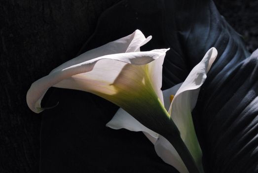 flower of white calla on a black background