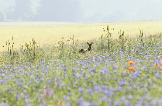 a deer in a field