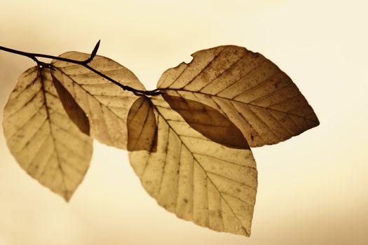 leaves with fall colors