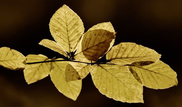 leaves with fall colors