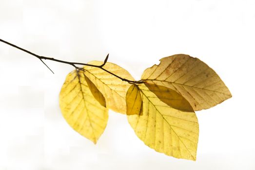 leaves with fall colors