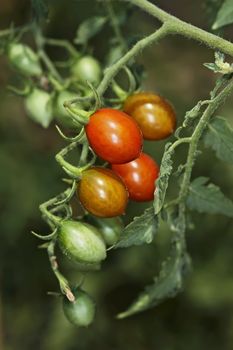 ITALY, countryside, italian small tomatoes (datterini)