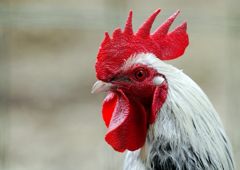 a rooster portrait