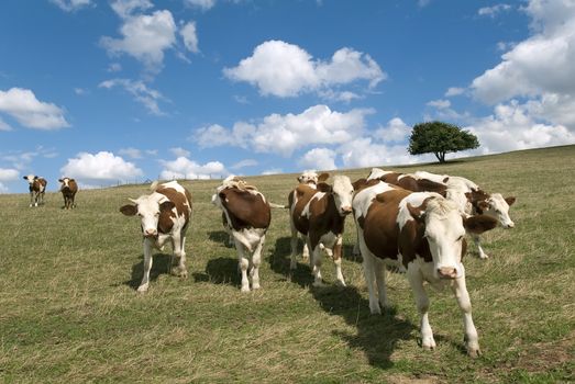a herd of cows