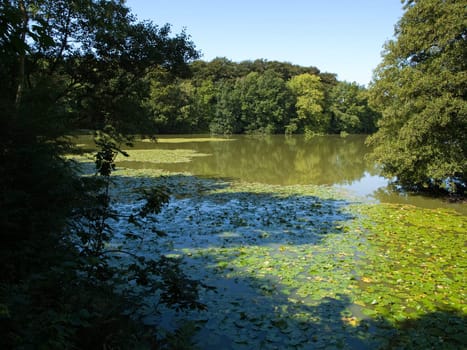Beautiful forest green lush background landscape of a lake