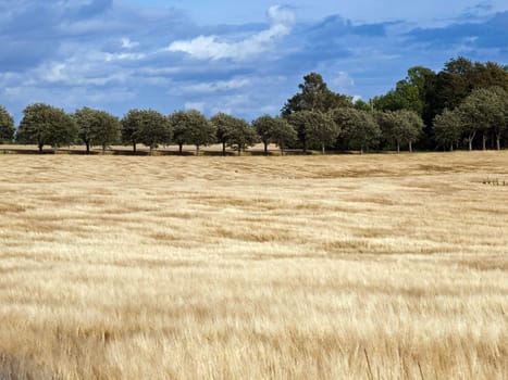 Beautiful wheat field before harvest country landscape