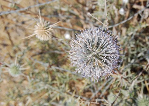 Spring in desert : blossoming prickle close up
