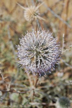 Spring in desert : blossoming prickle close up