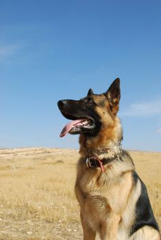 Portrait of the young German shepherd in desert