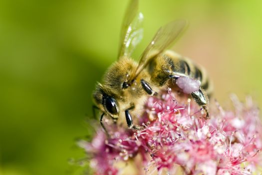 Macro of a bee foraging on a flower