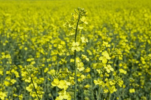 Yellow colorful rape over meadow