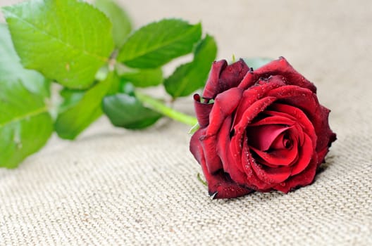 a red rose on a burlap