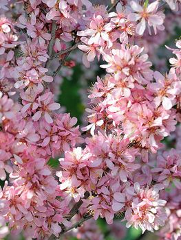 pink flowers of the apricot tree on the branches