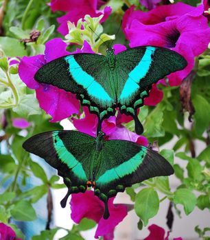 exotic tropical butterfly on the washed out background