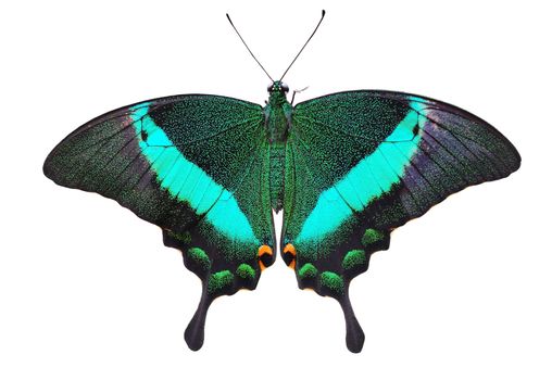 exotic tropical butterfly on the washed out background