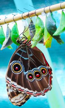 exotic tropical butterfly on the washed out background