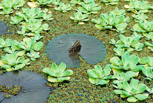 exotic tropical butterfly on the washed out background