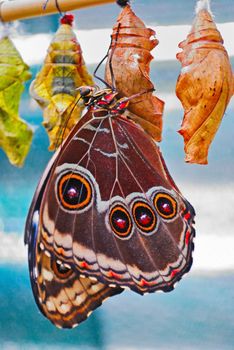 exotic tropical butterfly on the washed out background