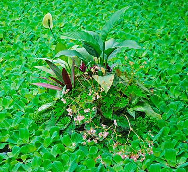 A baby  leaf of water plant on green background