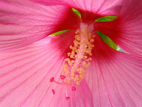 close up of pink hibiscus